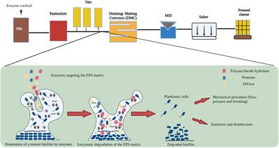 Enzymatic Disruption of Biofilms During Cheese Manufacturing: A Mini Review